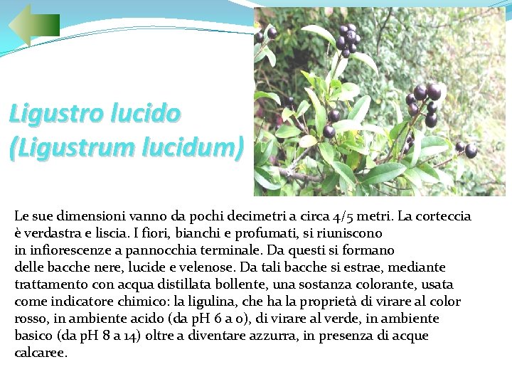 Ligustro lucido (Ligustrum lucidum) Le sue dimensioni vanno da pochi decimetri a circa 4/5