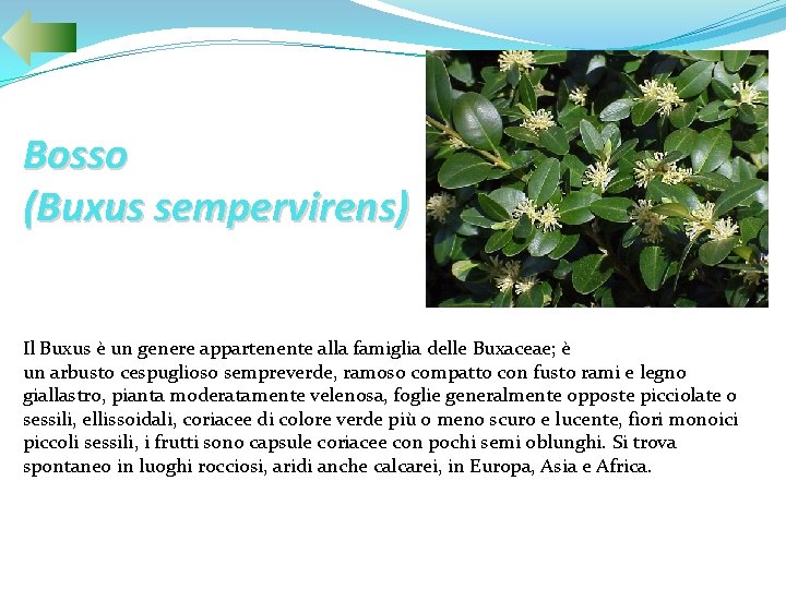 Bosso (Buxus sempervirens) Il Buxus è un genere appartenente alla famiglia delle Buxaceae; è