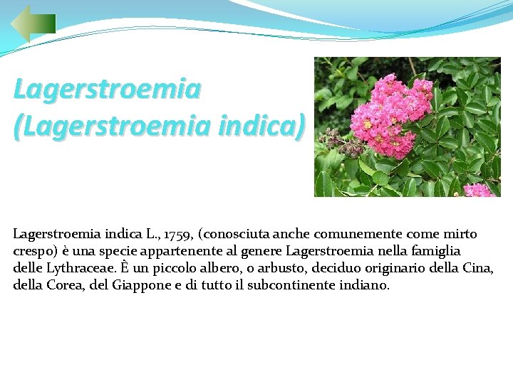 Lagerstroemia (Lagerstroemia indica) Lagerstroemia indica L. , 1759, (conosciuta anche comunemente come mirto crespo)