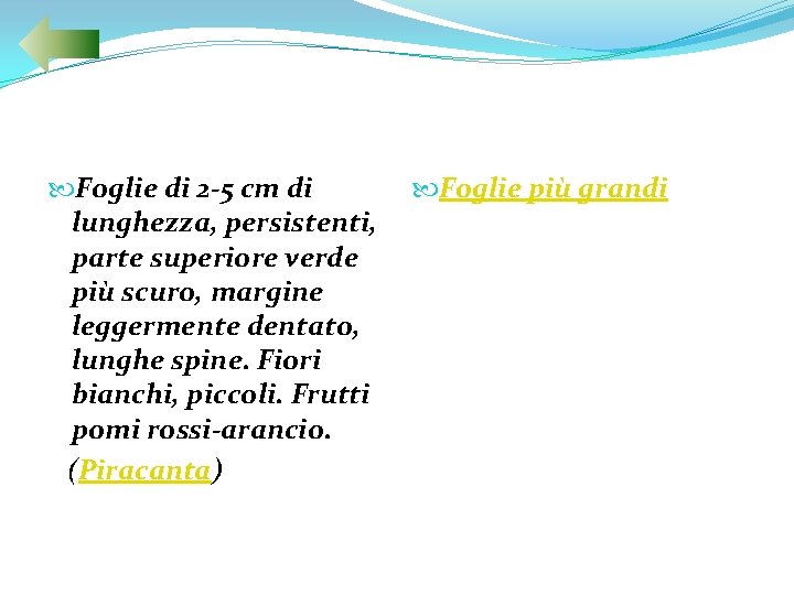  Foglie di 2 -5 cm di lunghezza, persistenti, parte superiore verde più scuro,