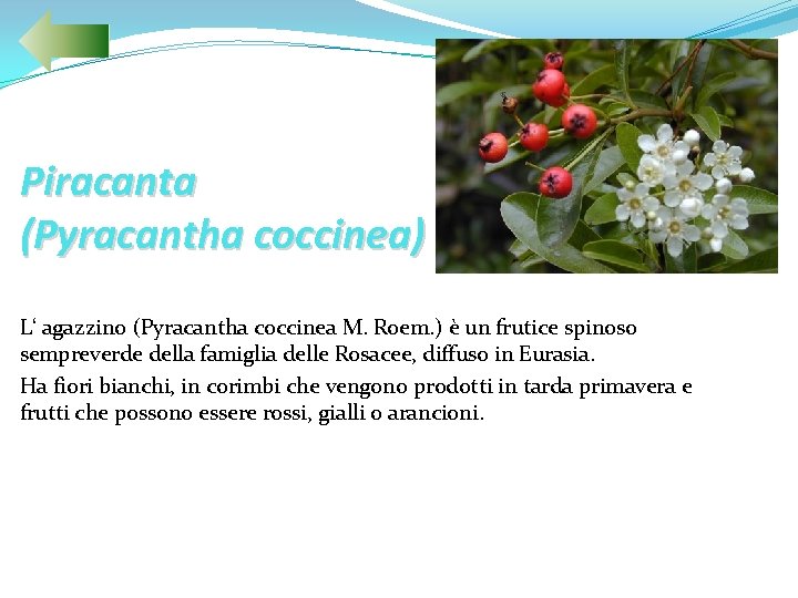 Piracanta (Pyracantha coccinea) L‘ agazzino (Pyracantha coccinea M. Roem. ) è un frutice spinoso