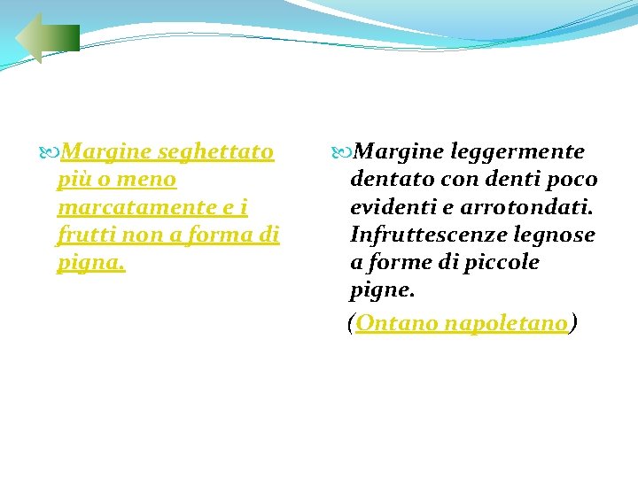  Margine seghettato più o meno marcatamente e i frutti non a forma di