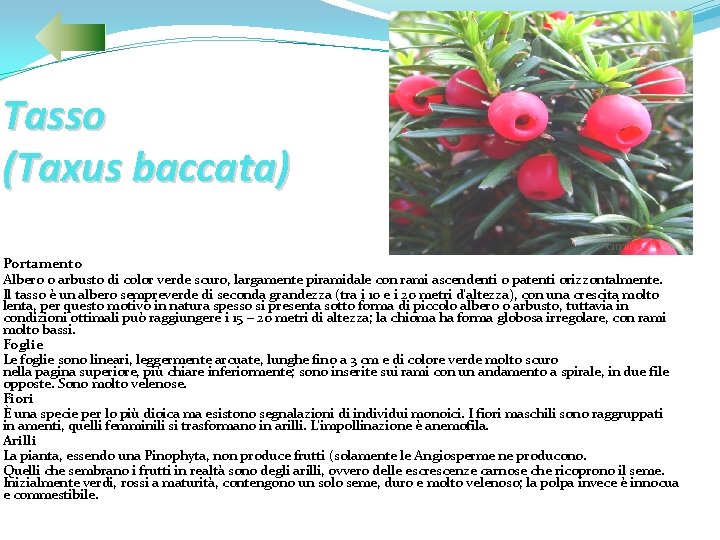 Tasso (Taxus baccata) Portamento Albero o arbusto di color verde scuro, largamente piramidale con