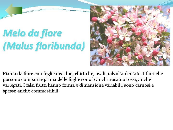 Melo da fiore (Malus floribunda) Pianta da fiore con foglie decidue, ellittiche, ovali, talvolta
