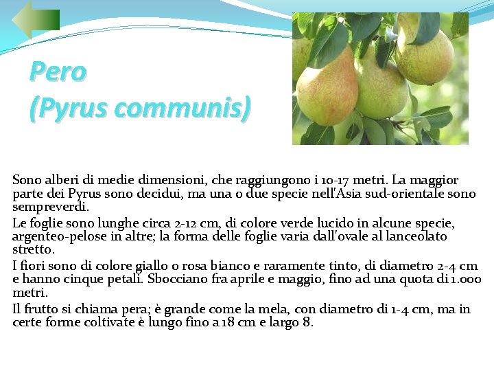 Pero (Pyrus communis) Sono alberi di medie dimensioni, che raggiungono i 10 -17 metri.