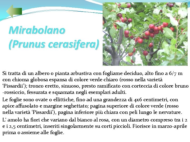 Mirabolano (Prunus cerasifera) Si tratta di un albero o pianta arbustiva con fogliame deciduo,
