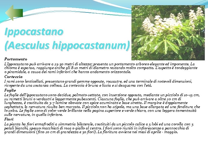 Ippocastano (Aesculus hippocastanum) Portamento L'Ippocastano può arrivare a 25 -30 metri di altezza; presenta