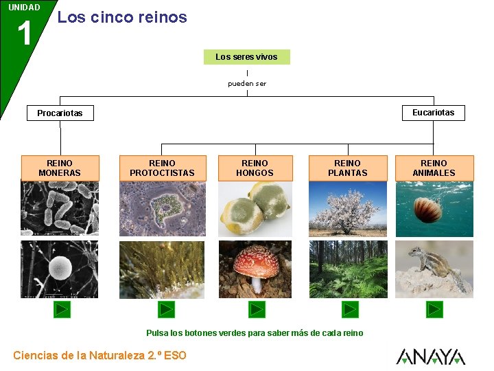 UNIDAD 1 Los cinco reinos Los seres vivos pueden ser Eucariotas Procariotas REINO MONERAS