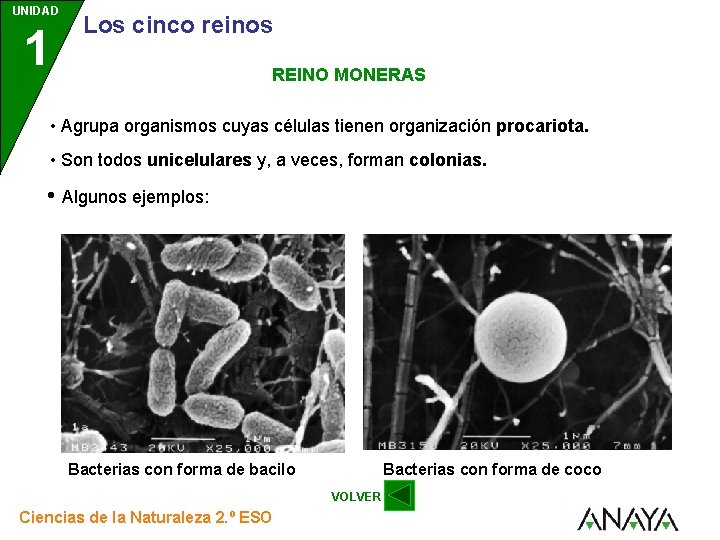 UNIDAD 1 Los cinco reinos REINO MONERAS • Agrupa organismos cuyas células tienen organización