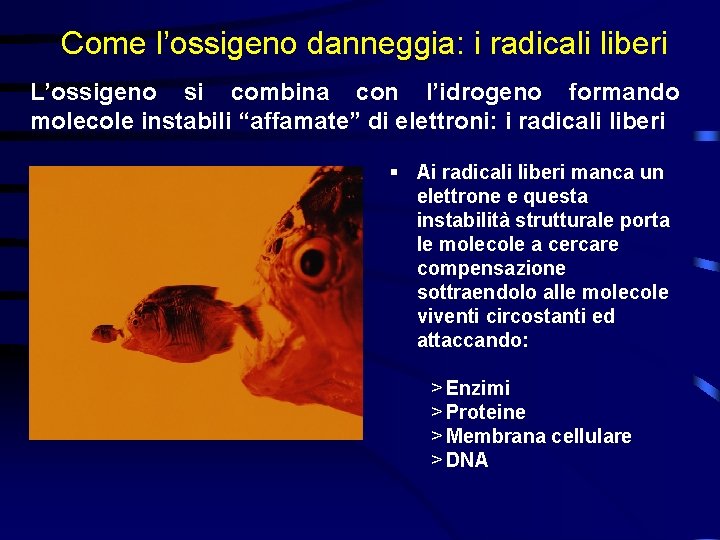 Come l’ossigeno danneggia: i radicali liberi L’ossigeno si combina con l’idrogeno formando molecole instabili