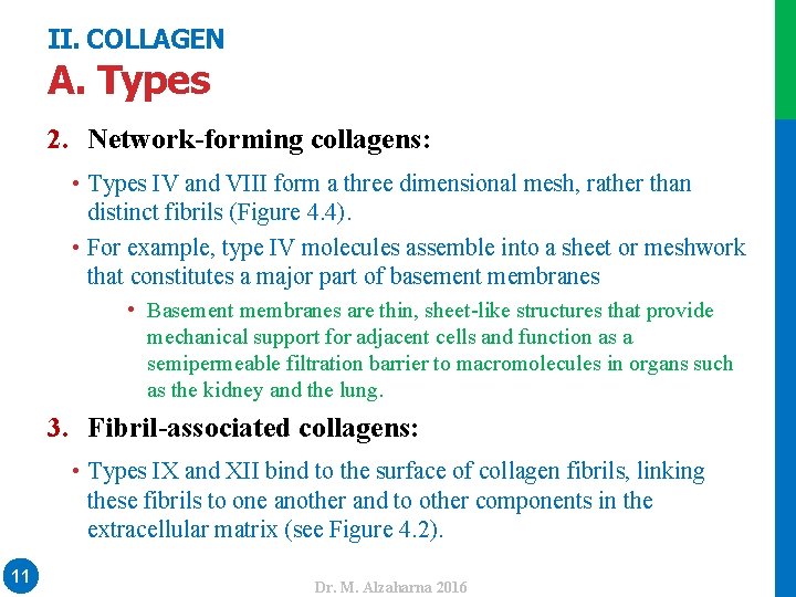 II. COLLAGEN A. Types 2. Network-forming collagens: • Basement membranes are thin, sheet-like structures