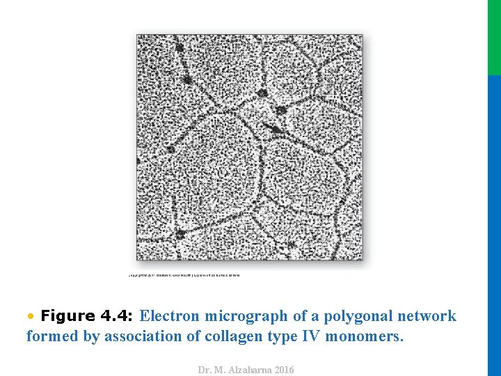 formed by association of collagen type IV monomers. Dr. M. Alzaharna 2016 • Figure