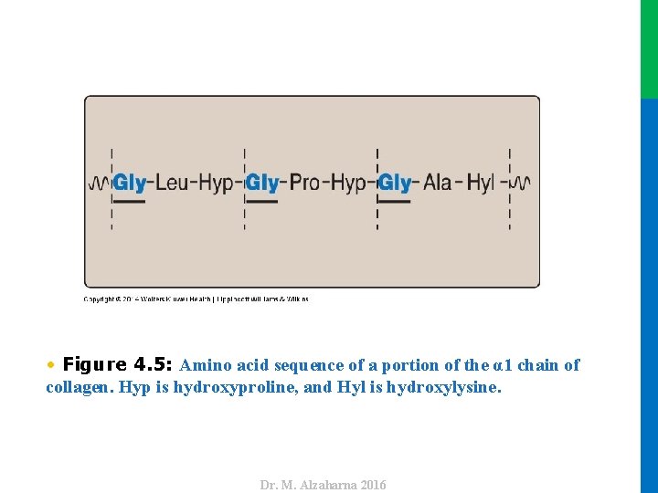 Dr. M. Alzaharna 2016 • Figure 4. 5: Amino acid sequence of a portion