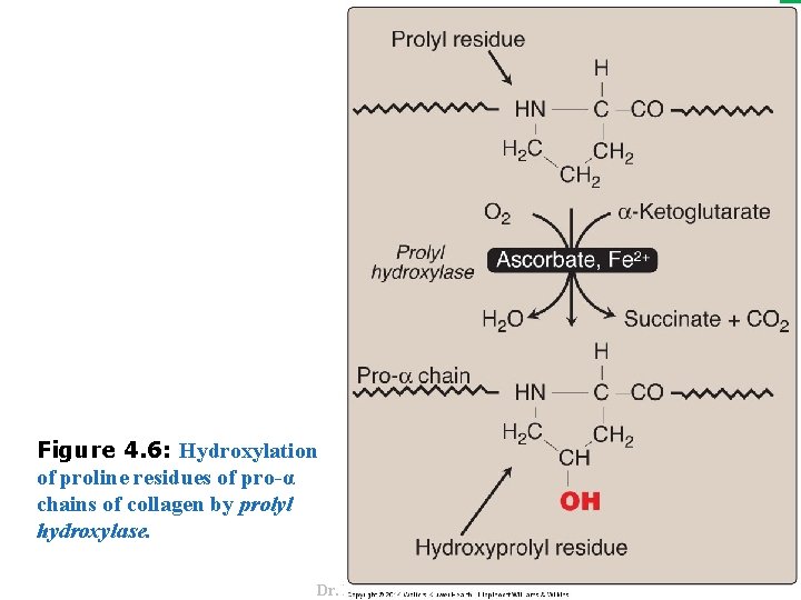 Dr. M. Alzaharna 2016 Figure 4. 6: Hydroxylation of proline residues of pro-α chains