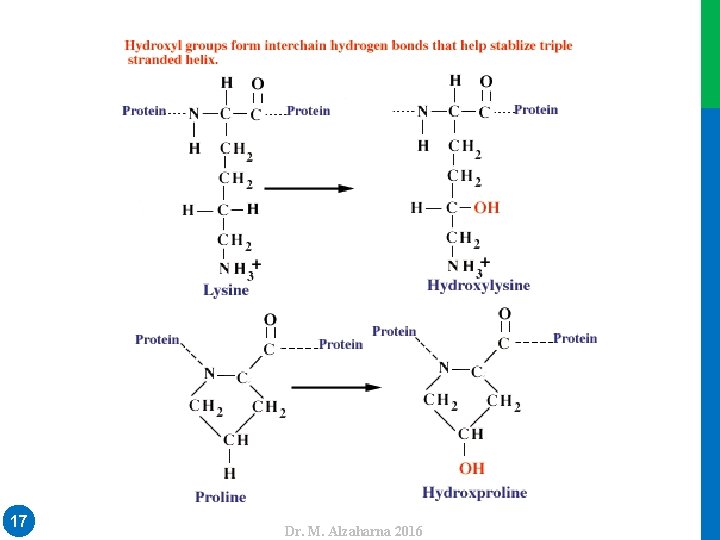 Dr. M. Alzaharna 2016 17 Dr. M. Alzaharna 2016 