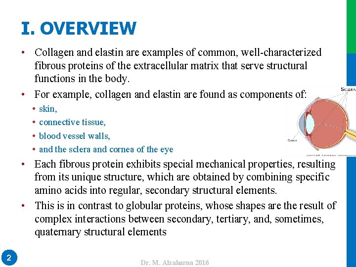 I. OVERVIEW • Collagen and elastin are examples of common, well-characterized fibrous proteins of