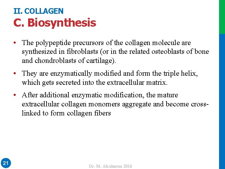 II. COLLAGEN C. Biosynthesis • The polypeptide precursors of the collagen molecule are synthesized