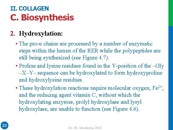 II. COLLAGEN C. Biosynthesis • The pro-α chains are processed by a number of