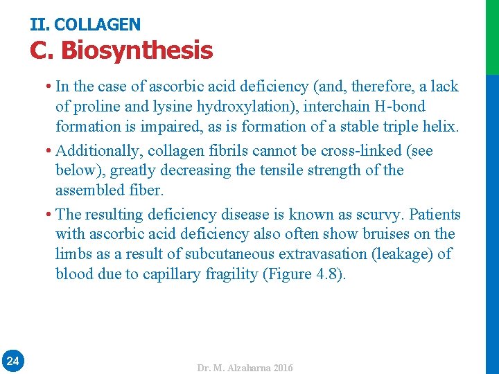 II. COLLAGEN • In the case of ascorbic acid deficiency (and, therefore, a lack