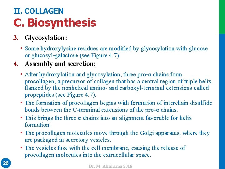 II. COLLAGEN C. Biosynthesis 3. Glycosylation: • Some hydroxylysine residues are modified by glycosylation
