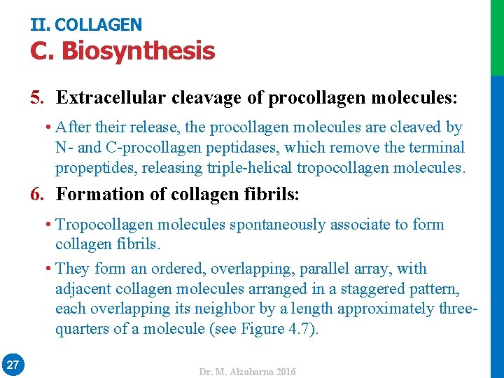 II. COLLAGEN C. Biosynthesis 5. Extracellular cleavage of procollagen molecules: • After their release,