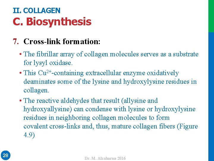 II. COLLAGEN C. Biosynthesis • The fibrillar array of collagen molecules serves as a