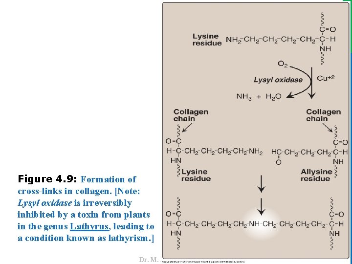 Dr. M. Alzaharna 2016 Figure 4. 9: Formation of cross-links in collagen. [Note: Lysyl
