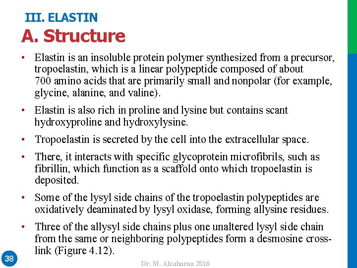 III. ELASTIN A. Structure • Elastin is an insoluble protein polymer synthesized from a
