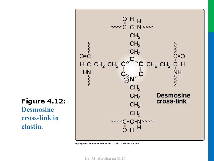 Dr. M. Alzaharna 2016 Figure 4. 12: Desmosine cross-link in elastin. Dr. M. Alzaharna