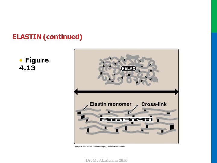 ELASTIN (continued) Dr. M. Alzaharna 2016 • Figure 4. 13 Dr. M. Alzaharna 2016
