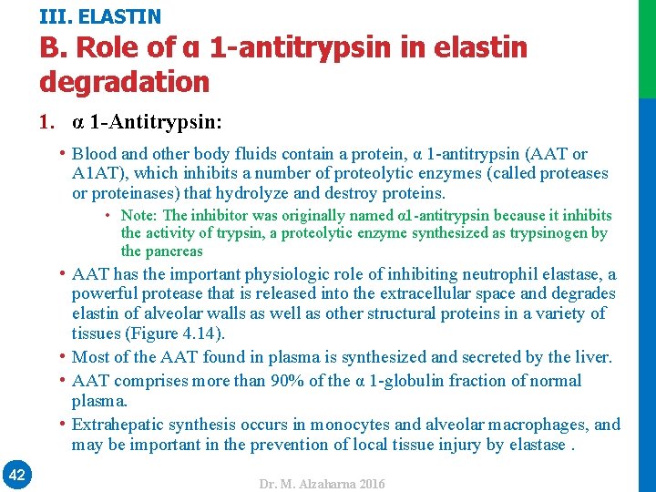 III. ELASTIN B. Role of α 1 -antitrypsin in elastin degradation 1. α 1