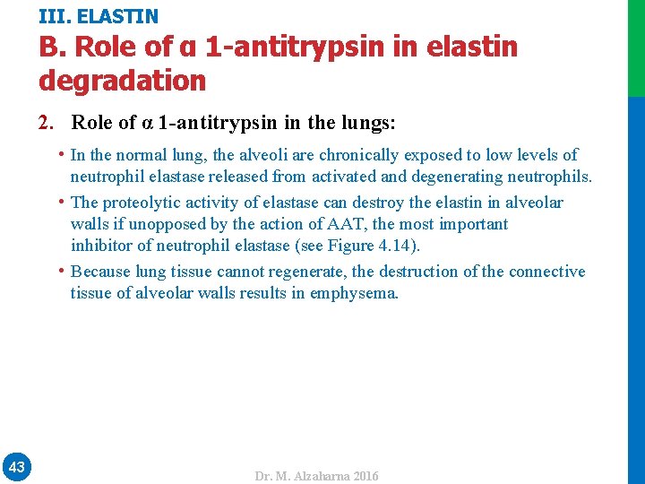 III. ELASTIN B. Role of α 1 -antitrypsin in elastin degradation 2. Role of