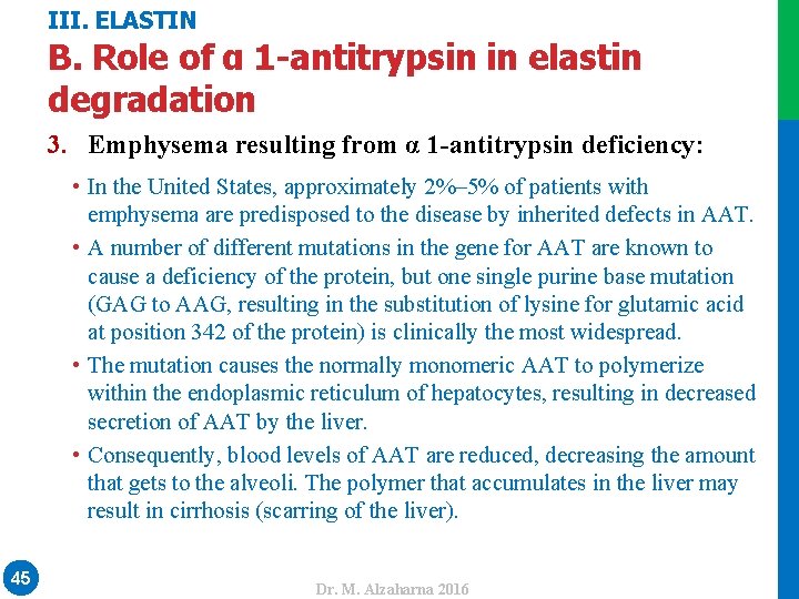 III. ELASTIN B. Role of α 1 -antitrypsin in elastin degradation • In the