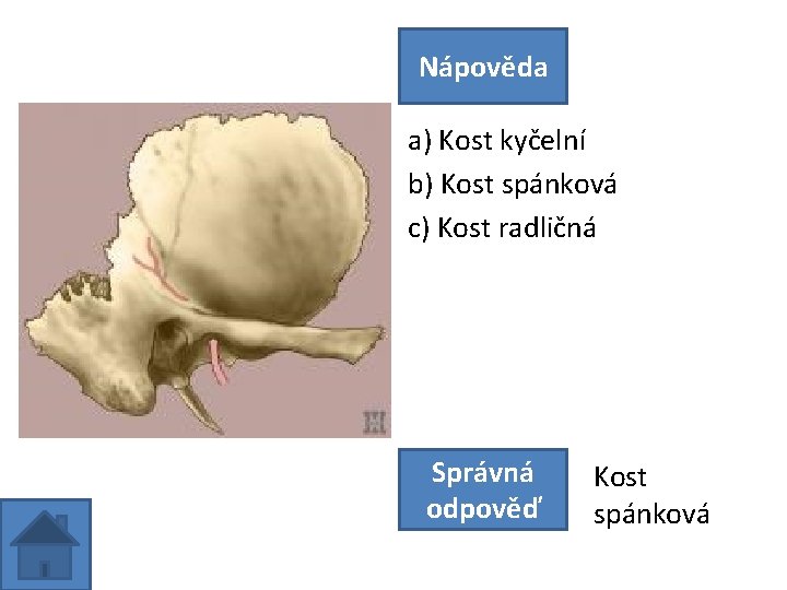 Nápověda a) Kost kyčelní b) Kost spánková c) Kost radličná Správná odpověď Kost spánková