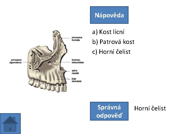 Nápověda a) Kost lícní b) Patrová kost c) Horní čelist Správná odpověď Horní čelist