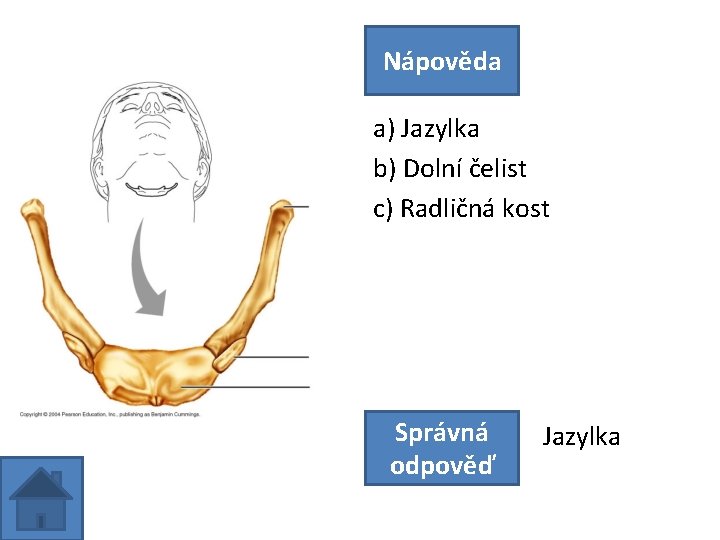 Nápověda a) Jazylka b) Dolní čelist c) Radličná kost Správná odpověď Jazylka 