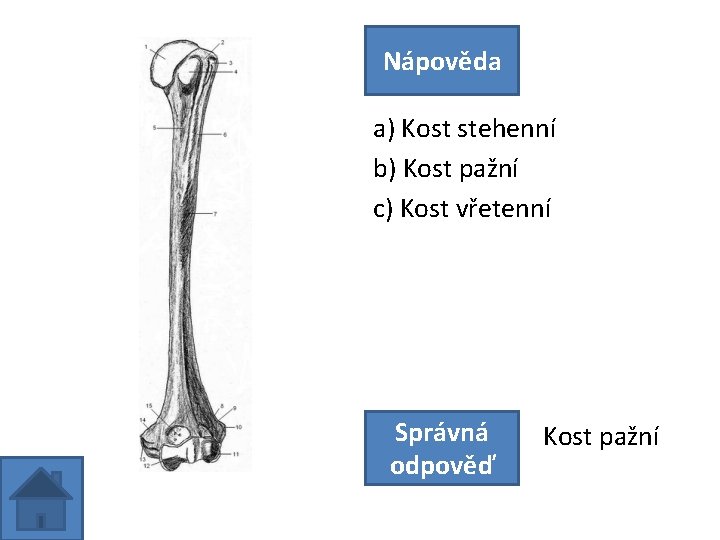 Nápověda a) Kost stehenní b) Kost pažní c) Kost vřetenní Správná odpověď Kost pažní
