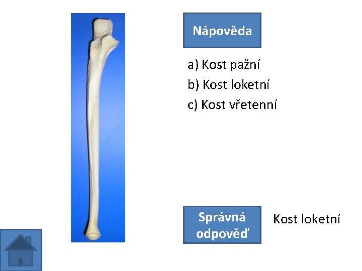 Nápověda a) Kost pažní b) Kost loketní c) Kost vřetenní Správná odpověď Kost loketní