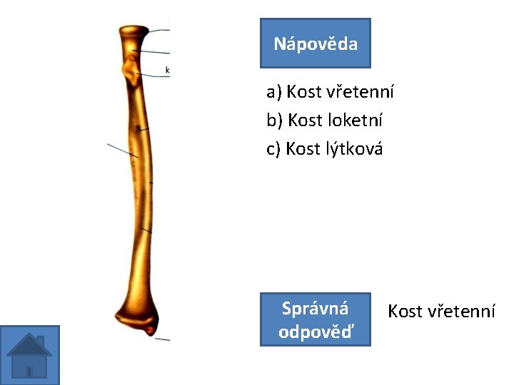 Nápověda a) Kost vřetenní b) Kost loketní c) Kost lýtková Správná odpověď Kost vřetenní