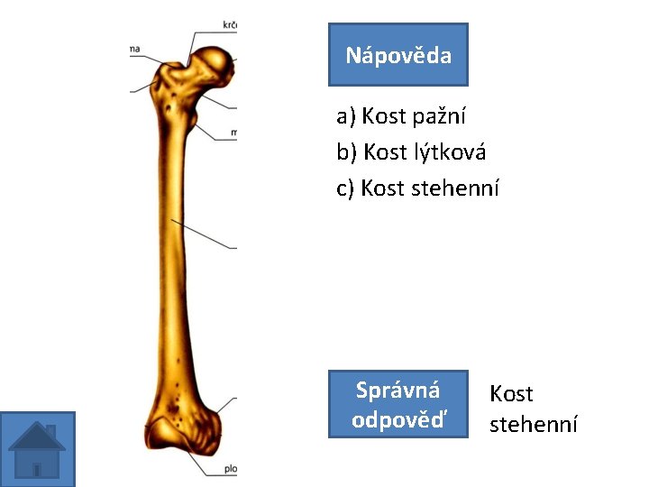 Nápověda a) Kost pažní b) Kost lýtková c) Kost stehenní Správná odpověď Kost stehenní