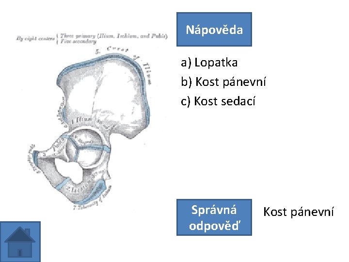 Nápověda a) Lopatka b) Kost pánevní c) Kost sedací Správná odpověď Kost pánevní 