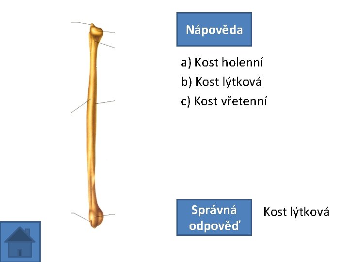 Nápověda a) Kost holenní b) Kost lýtková c) Kost vřetenní Správná odpověď Kost lýtková