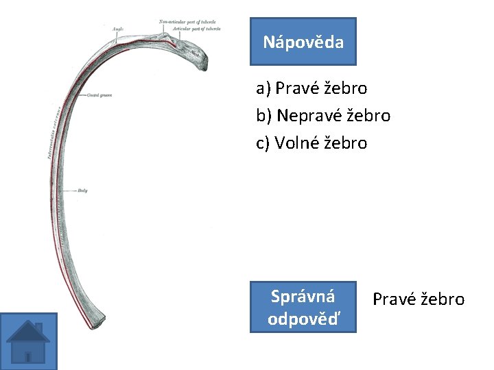Nápověda a) Pravé žebro b) Nepravé žebro c) Volné žebro Správná odpověď Pravé žebro