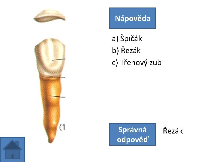 Nápověda a) Špičák b) Řezák c) Třenový zub Správná odpověď Řezák 