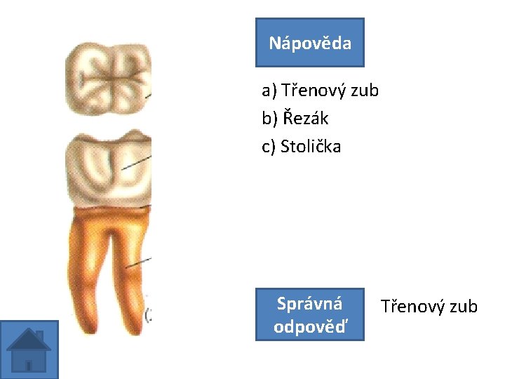 Nápověda a) Třenový zub b) Řezák c) Stolička Správná odpověď Třenový zub 