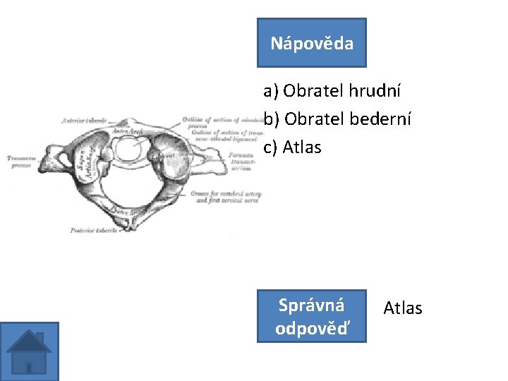 Nápověda a) Obratel hrudní b) Obratel bederní c) Atlas Správná odpověď Atlas 