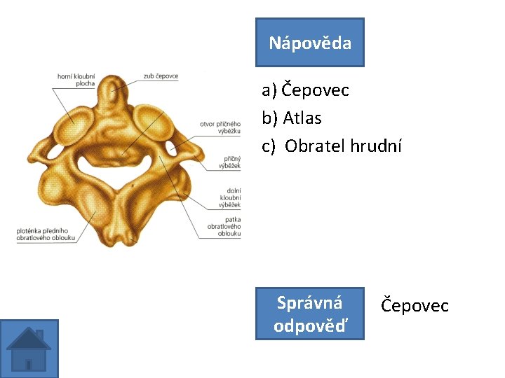 Nápověda a) Čepovec b) Atlas c) Obratel hrudní Správná odpověď Čepovec 