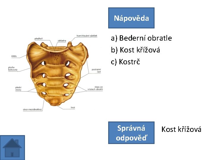 Nápověda a) Bederní obratle b) Kost křížová c) Kostrč Správná odpověď Kost křížová 