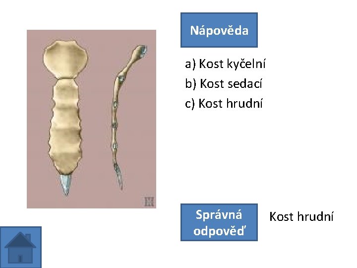 Nápověda a) Kost kyčelní b) Kost sedací c) Kost hrudní Správná odpověď Kost hrudní