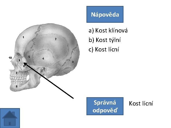 Nápověda a) Kost klínová b) Kost týlní c) Kost lícní Správná odpověď Kost lícní